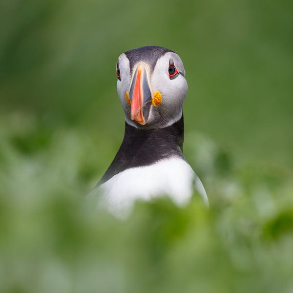 Papageientaucher von Pim Leijen