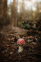 Herfst op de Veluwe