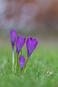 Des crocus après une fraîche douche de printemps