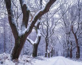 Winter wonderland van Bram de Jong