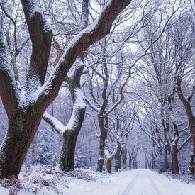 Pays des merveilles sur Bram de Jong
