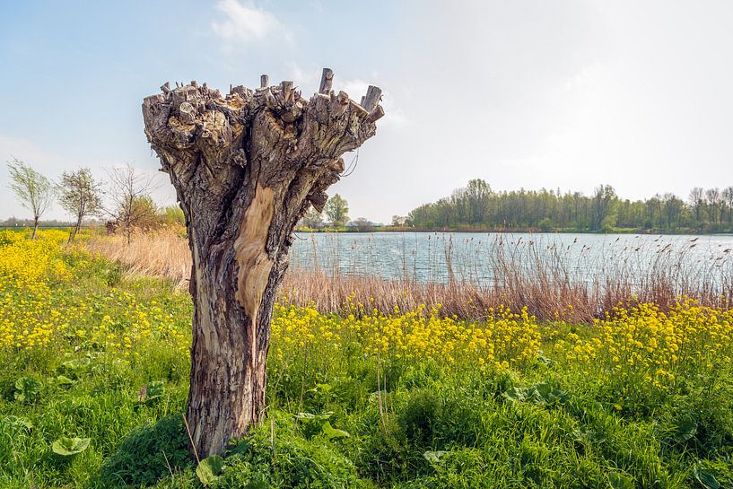 Alte Kopfweide am Rande eines kleinen Sees von Ruud Morijn