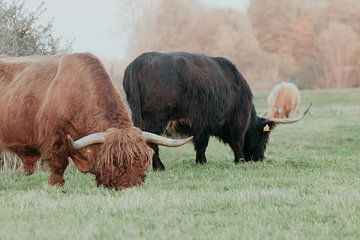 Schotse Hooglanders in de Nederlandse Duinen van Anne Zwagers