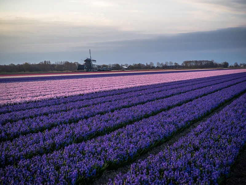 Paars / Roze hyacinten van Martijn Tilroe