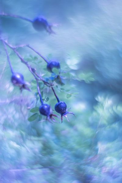 Verträumtes Blau von Carolina Roepers
