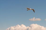 Free as a bird by Damien Franscoise thumbnail