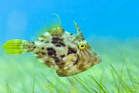 Brown filefish on seagrass field in Tenerife
