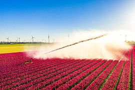 Un pistolet d'arrosage agricole aspergeant de l'eau sur des tulipes
