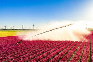 Eine Bewässerungssprühpistole, die Wasser über Tulpen versprüht