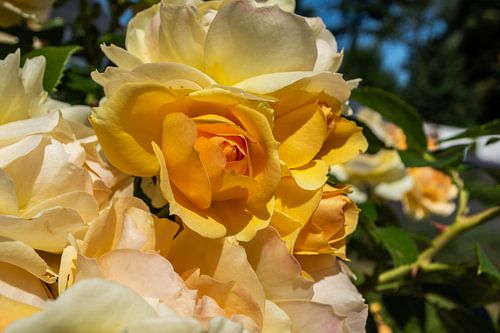 Candlelight ® - gelbe Hochstammrose an der Orangerie