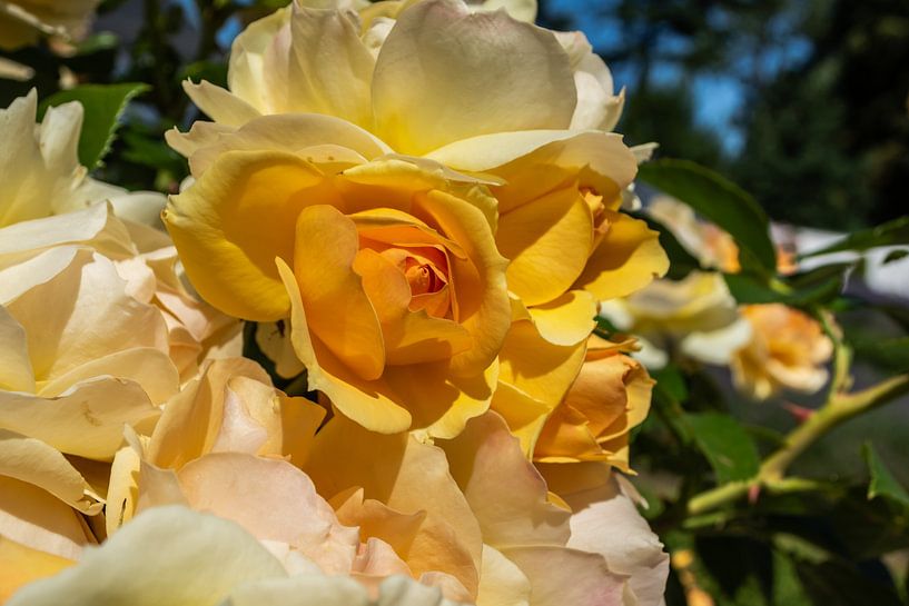 Candlelight ® - yellow high trunk rose at the orangery by GH Foto & Artdesign