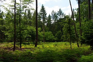 Forest and ferns by Gerard de Zwaan