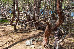 Bäume im Wald Trollskogen auf der Insel Öland in Schweden