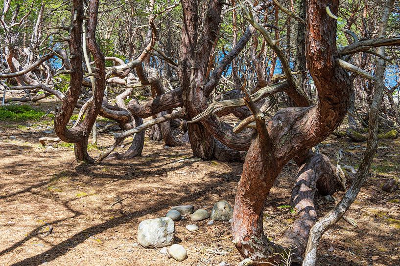 Trees in the Trollskogen forest on the island of Öland in Sweden by Rico Ködder