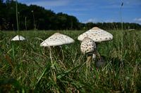 Groupe de champignons