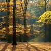 Herfstbos in tegenlicht van Ad Jekel