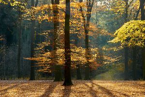 Forêt d'automne en contre-jour