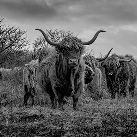 Highlanders in Berkheide by Dirk van der Plas