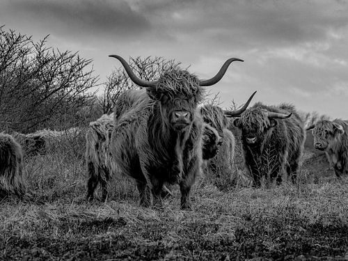 Highlander in Berkheide