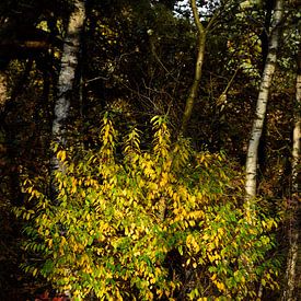 Un arbuste aux couleurs automnales sous la lumière du soleil sur Gerard de Zwaan