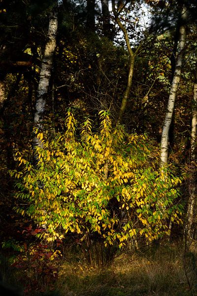 A shrub with autumn colours in the sunlight by Gerard de Zwaan