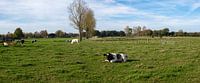 Panorama foto van een wei met koeien