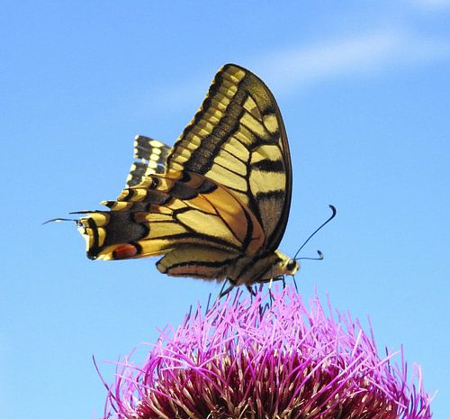 Koningsvlinder Op Akkerdistel