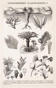 Antieke botanische prent Naaktzadigen I van Studio Wunderkammer