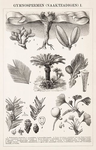 Antieke botanische prent Naaktzadigen I