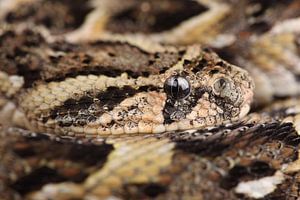 Bitis arietans (vipère commune)