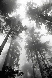 Cloud forest in black and white by Poster Art Shop