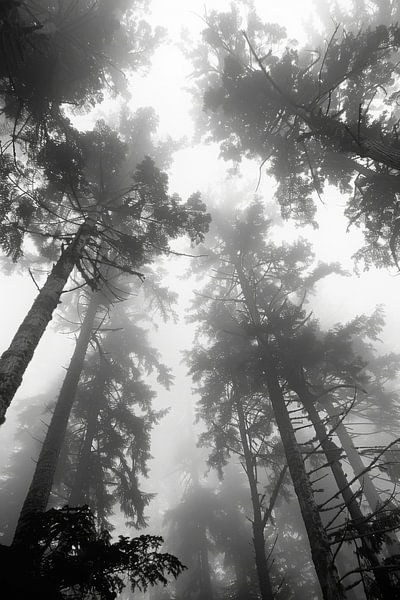 Forêt de brouillard en noir et blanc par Poster Art Shop
