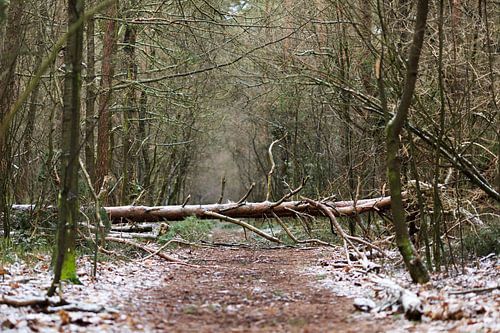 Storm in het bos op een besneeuwde morgen