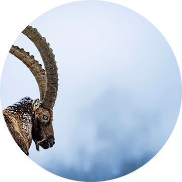 Portret van oude bok