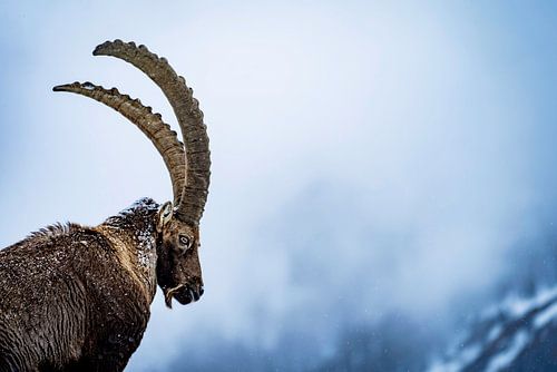 Portrait of old goat by Sam Mannaerts