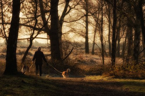 Zonnige ochtendwandeling