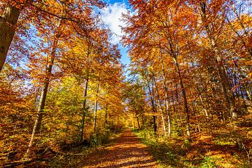 golden autumn by Jürgen Haug