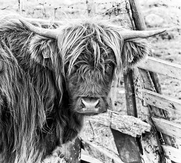 Schotse Hooglander koe in zwart-wit van Atelier Liesjes