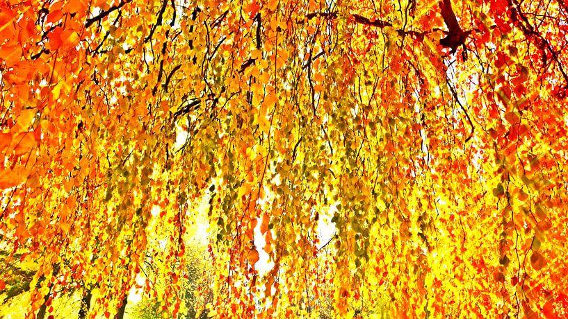 un rideau de feuilles de hêtre aux couleurs de l'automne par Werner Lehmann