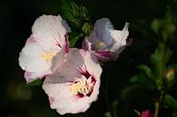 weißer rosa Hibiskus von Tania Perneel Miniaturansicht