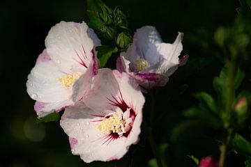 wit roze hibiscus van Tania Perneel