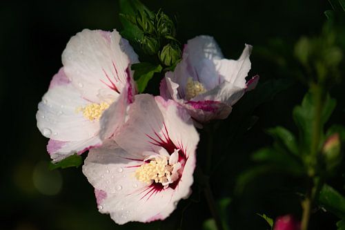 weißer rosa Hibiskus