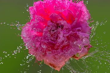 Flora : Gefrorene Rose von Michael Nägele
