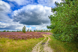 Path through a heathland landscape during a beautiful summer day by Sjoerd van der Wal Photography