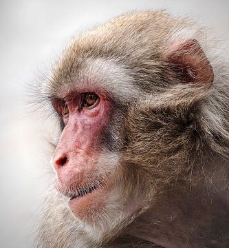 Japanese macaque by Loek Lobel