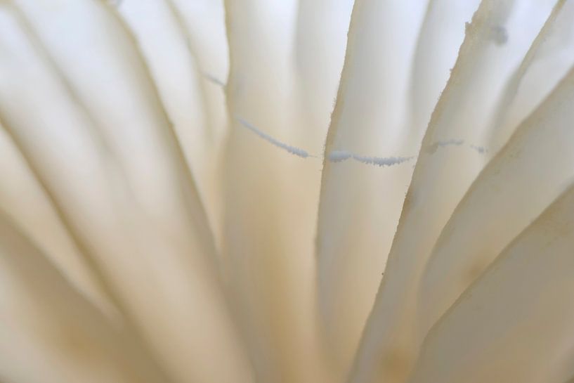 Slats of porcelain fungus by Barbara Brolsma