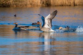 Greylag goose impresses with her wings and swims like in a pond in northern Germany by Matthias Korn