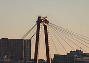 De Willemsbrug van Mr. Rotterdam thumbnail