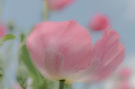 Papaverbloem in roze van Ans Bastiaanssen thumbnail