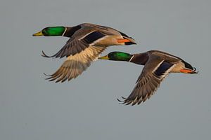 Twee mannetjes eenden in volle vlucht